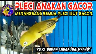 Burung Pleci Muda Gacor merangsang Pleci Bahan ikut Ngeriwik Sampai Buka paruh #terapipleci