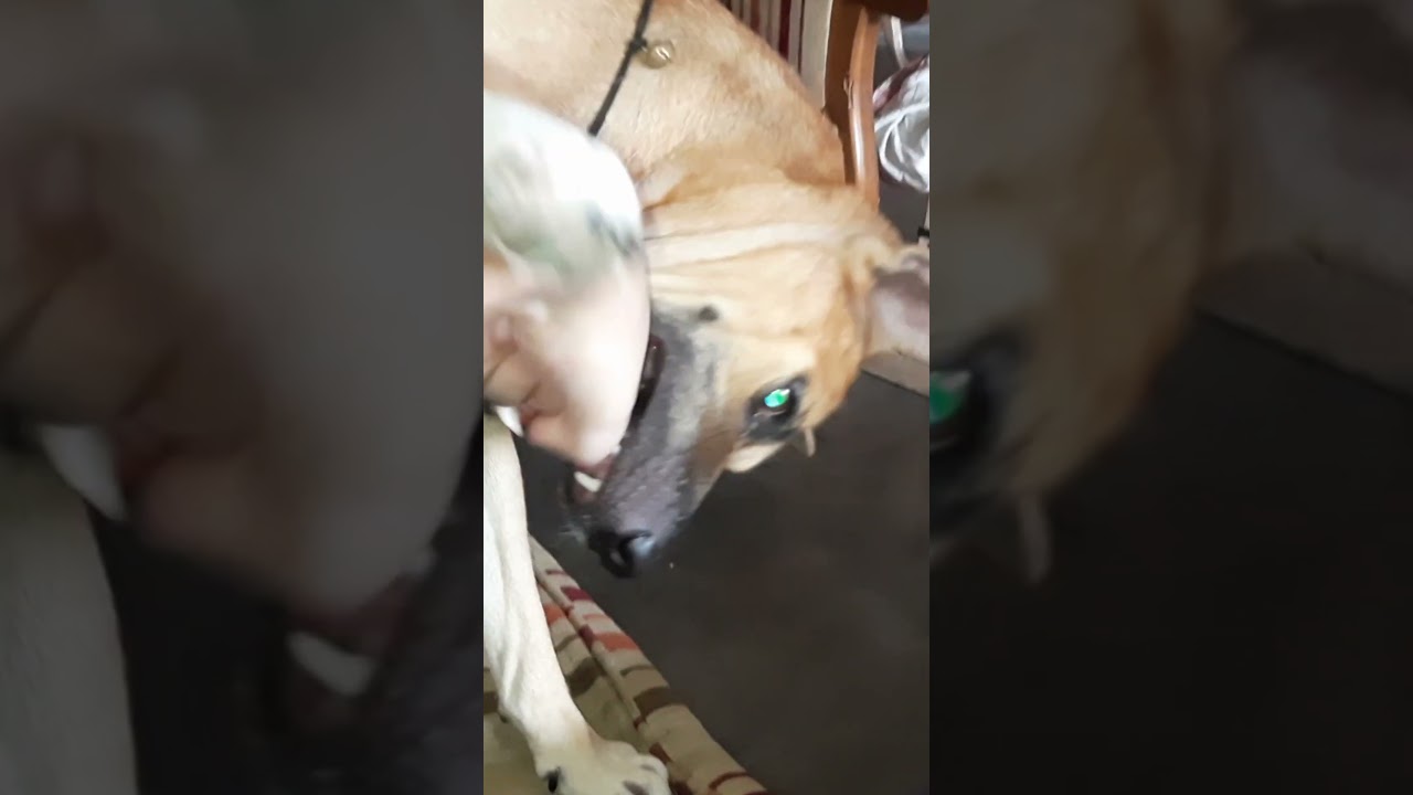 Adorable Stubborn Doggy Antics 