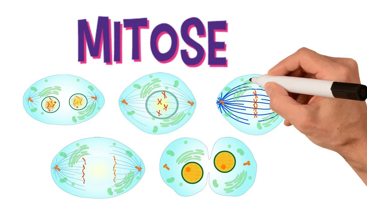 Trabalho de biologia divisão celular