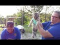 Amur Tiger Cubs Gender Reveal!