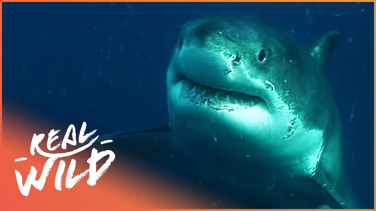Has A Bull Shark Ever Eaten A Human?