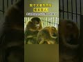 太乖了！金丝猴友好抓虱子我能看一天！#shorts #纪实中国 #纪录片 #动物 #猴子