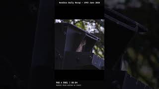 #Shorts Nestbox Daily Recap — 19th June 2026
