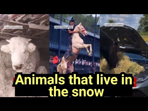 Every horse has its rider... Animals that live in the snow... and a ...