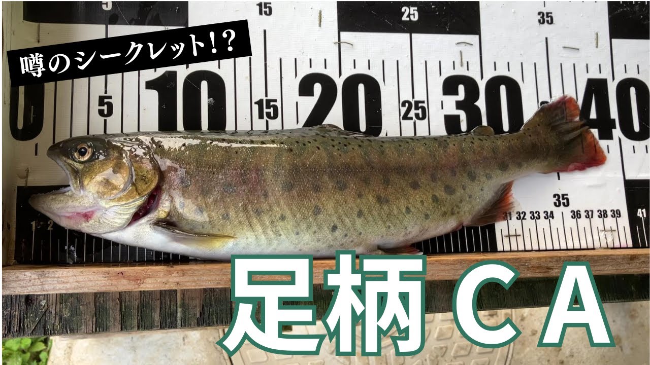 【足柄CA】40cm弱のヤマメ？噂のシークレットか！