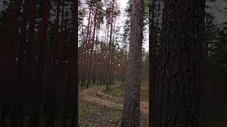💫Волшебный Лес💫покой и свежесть💫