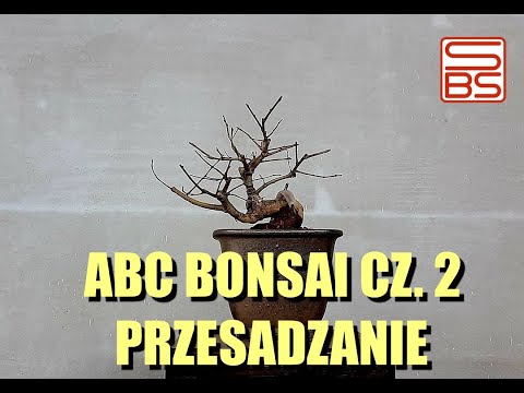 ABC Bonsai cz. 2 Przesadzanie, czyli podstawy bonsai według Sowińskiego cz.1/2