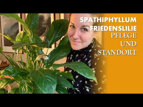 Friedenslilie - Spathiphyllum - Pflege, Standort und wie man sie giesst