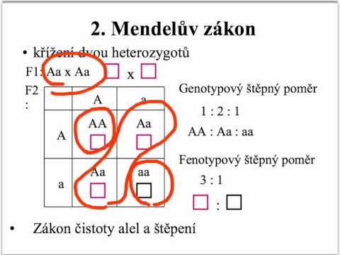 Video: Rozdíl Mezi Genotypem A Fenotypem