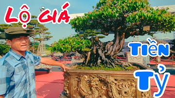 Tiết lộ tiền tỷ Cây Khế đẹp nhất nhì triển lãm của em Quang Linh - Bình Định tại Festival SVC Hà Nội