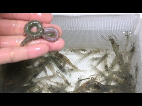 ペットの水槽を賑やかにしてみた