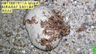 Download lagu Young Hottentotta Bears Many Children Today - Hottentotta Harvest