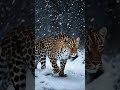 Patience of the Leopard: Silence Before the Perfect Strike