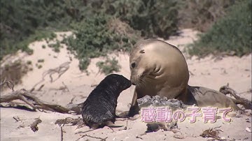 映画「驚き！海の生きもの超伝説 劇場版ダーウィンが来た！　」　生きものたちの命がけの攻防、感動の子育て