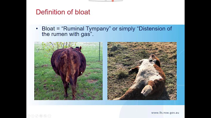 Managing bloat and other animal health issues in W...