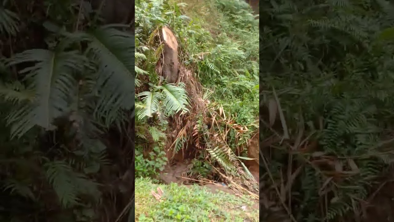 guys pasensya sa nag video kurog gamai hahaha 