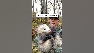 Facts about opossums Part.1 #opossum #education #animals #mammal #animalfacts