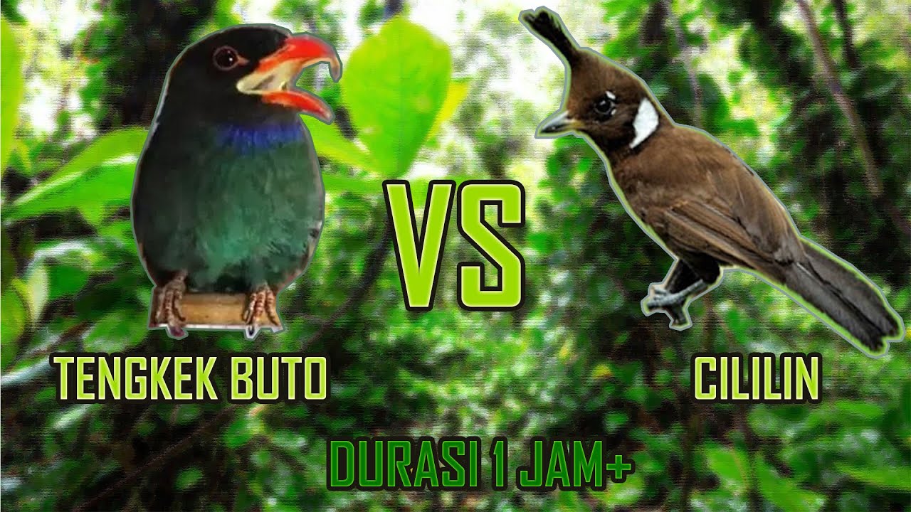 Masteran Tengkek Buto VS Cililin durasi 1 jam+