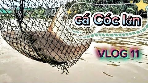 VLOG CÂU CÁ 11| CÂU ĐƯỢC CÁ CHÉP, CÁ CÓC LỚN *
