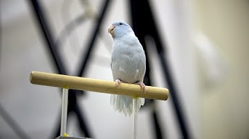 Stanford researchers create new method for recording bird flight in 3D