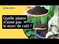 Quelle plante naime pas le marc de caf 