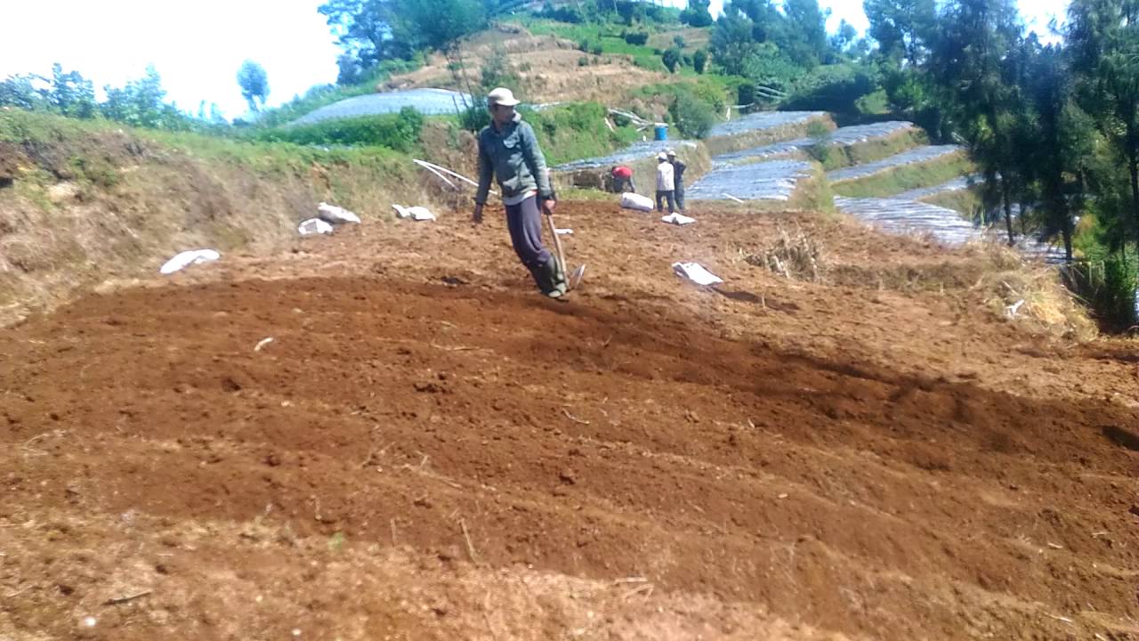 Budidaya tanaman kentang dieng 