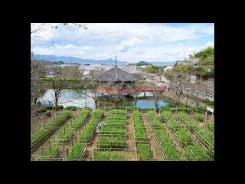 安倍文殊院【公式】　境内ライブカメラ　2025.9.25～