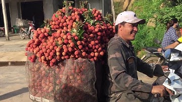 Cập nhật giá vải thiều ngày 27/6/2020 | Thương lái Trung quốc trực tiếp mua hàng  tại Kiên Lao| BSMN