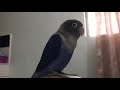 VIOLET FISCHER'S LOVEBIRD SINGING!!!🦜