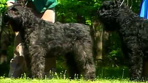 Bouvier Des Flandres - AKC Dog Breed Series