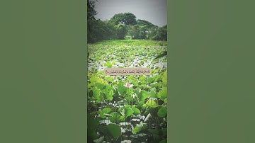 أكتب شيءٍ تؤجر عليه 🤍…#قران_كريم #قرآن #تلاوات #تلاوة #تلاوات_خاشعة #دعاء