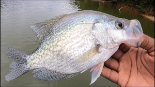 How To Catch Crappie Fishing Early Fall The Bite is Gonna Be