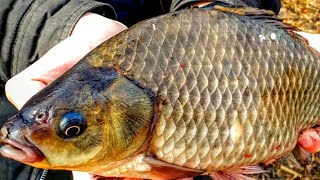 видео: ЖОР КРУПНОГО КАРАСЯ В СЕНТЯБРЕ НА ДОНКИ! ЛОВЛЯ КАРАСЯ НА САМОДЕЛЬНЫЕ СНАСТИ. ТРОФЕЙНАЯ РЫБАЛКА 2025. картинка: ЖОР КРУПНОГО КАРАСЯ В СЕНТЯБРЕ НА ДОНКИ! ЛОВЛЯ КАРАСЯ НА САМОДЕЛЬНЫЕ СНАСТИ. ТРОФЕЙНАЯ РЫБАЛКА 2025.