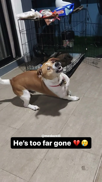 Coco Back Onnat Dog Food 💔