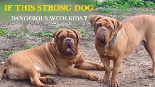 THE DOGUE DE BORDEAUX - IF THIS STRONG DOG DANGEROUS WITH KIDS ? || Dog Lovers