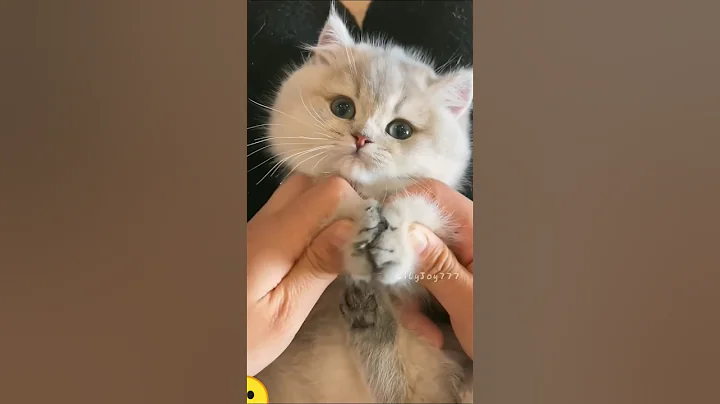 Video 11898561: kitten pet catlover meow, cats catlover pets meow, pet catlover meow cute, pets catlover meow funny