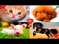 Домашние животные для детей. Звуки животных. Как говорят животные. Развивающее видео для малышей.