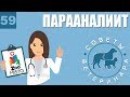 Парааналиит у животных | Лечение парааналиита | Причины возникновения болезни | Советы Ветеринара