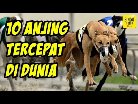 Video: Berapa Biaya untuk Mengirim Anjing dengan Sendiri di Pesawat Terbang?