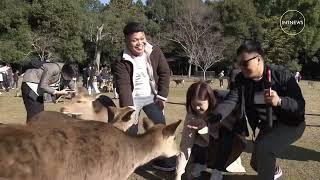 Winter deer calling event attracts tourists to Japans ancient capital Nara