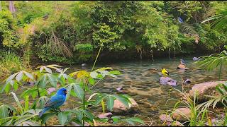 Relax by the River 🌊🐦 Gentle Water Sounds & Birds Chirping for Deep Sleep