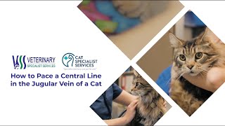 How to Place a Central Line in the Jugular Vein of a Cat