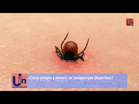 «Сезон кліщів» у розпалі: як закарпатцям уберегтися?