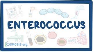 az enterococcusok a férfiak kenetében okozzák