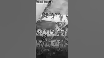 Swiftlet recorded by camera ✨✨ #swiftlethouse #bird #birdsnest #birdnest #nest
