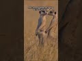 Too nosy...😂😂 #funny #africananimals #meerkat #nosyneighbor
