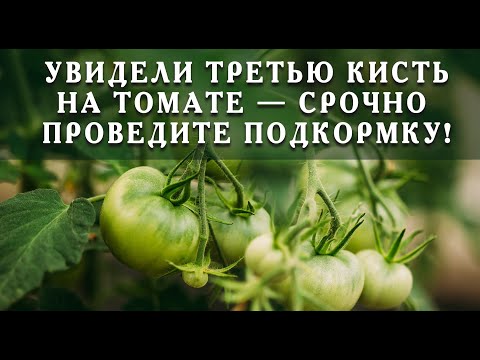 Увидели третью кисть на томате - срочно проведите такую подкормку!