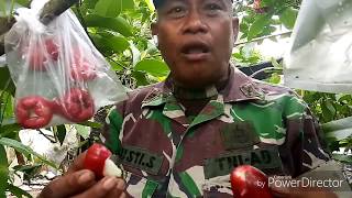 DANRAMIL PASIR PENYU KUNJUNGI KEBUN BUAH JAMBU MADU TABULAM POT SAIPUL ANNUAR,SP