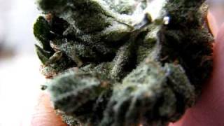 THE WORLDS BEST KUSH ~ THE SFV OG