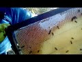 Cajón de colmena apicultura El Salvador